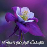 دانلود اهنگ کبوتر خیالم با صدای زن